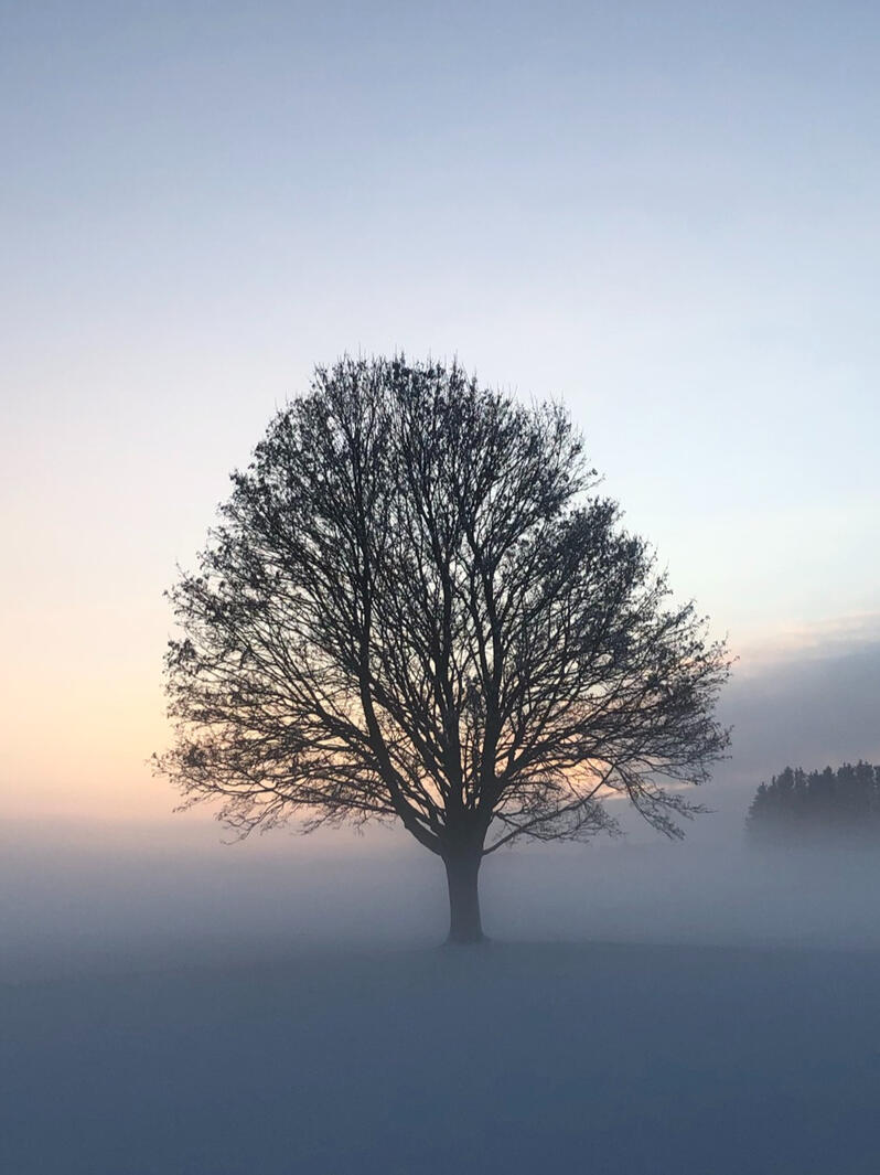 Baum